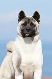 AKITA AMERICAIN 177